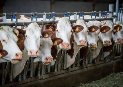 Nos vaches montbéliardes passent l’hiver au chaud, dans notre étable.