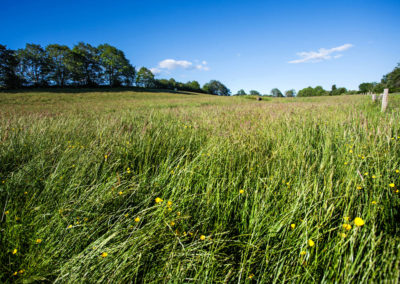 L’herbe de nos prairies présente une biodiversité exceptionnelle qui fait le bonheur de nos troupeaux.
