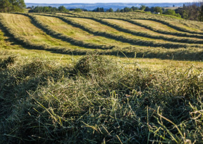 Lorsqu’elles sont en intérieur, nos vaches se nourrissent de l’herbe fauchée dans nos champs.