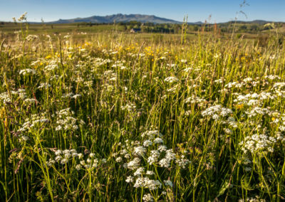 L’une de nos 18 parcelles de prairie naturelle arborant de belles achillées millefeuille.