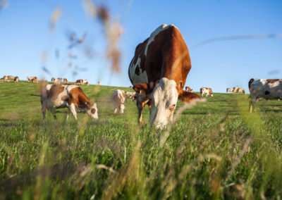 Nos vaches pâturent à satiété l’herbe de nos prairies.