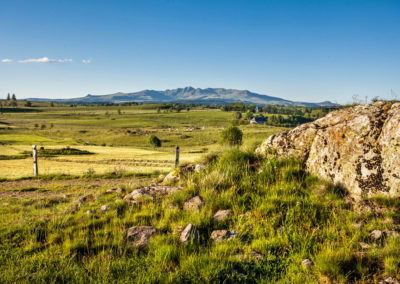 Grâce à un sol volcanique très fertile, l’herbe de nos terres possède une grande variété aromatique.