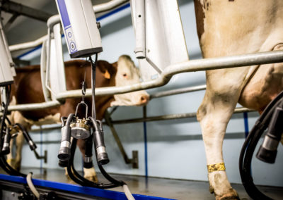 Les vaches font leur arrivée dans la salle de traite 2 fois par jour.